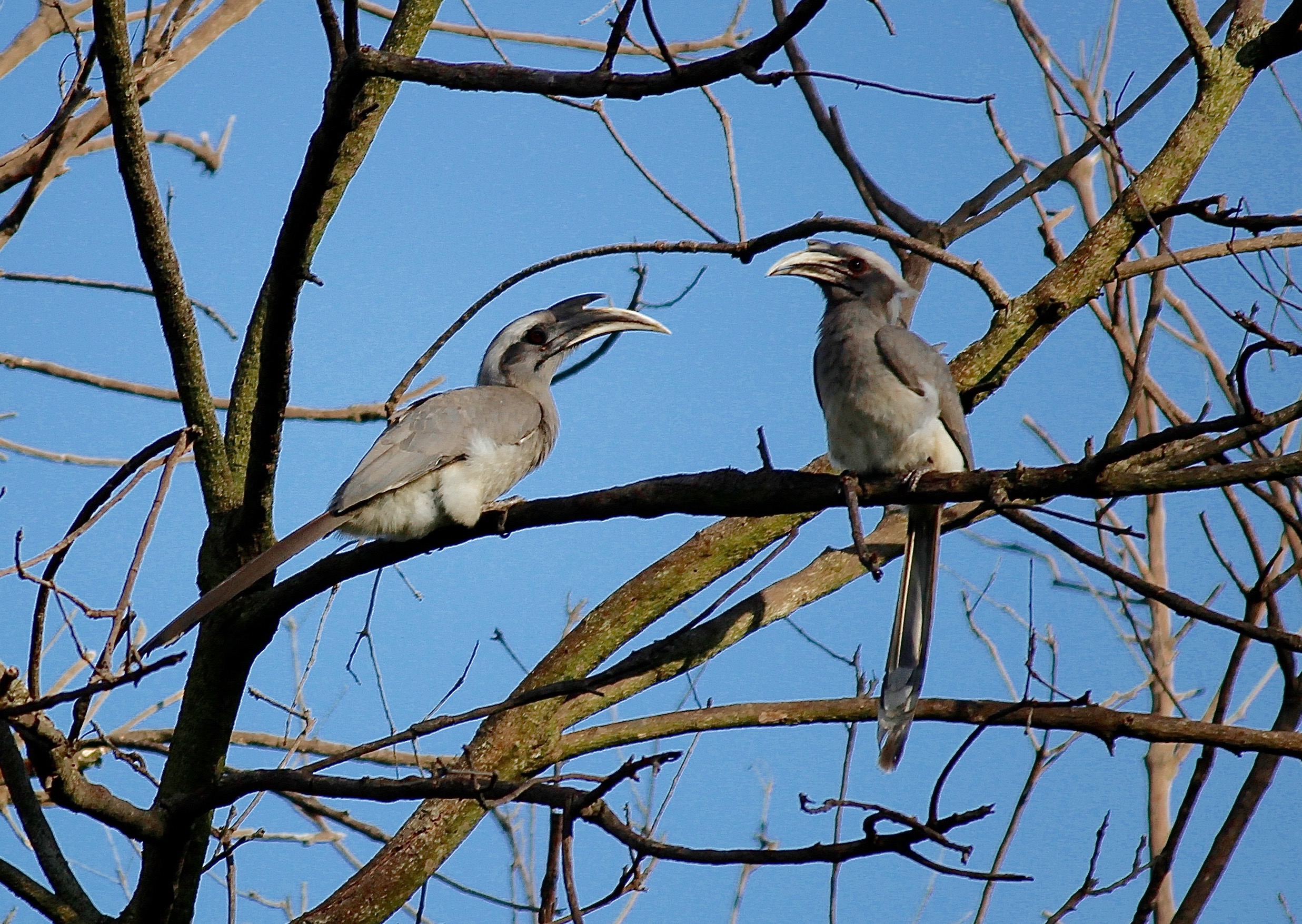 Indian Grey Hornbill