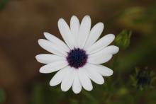 image of Flora & Fauna
