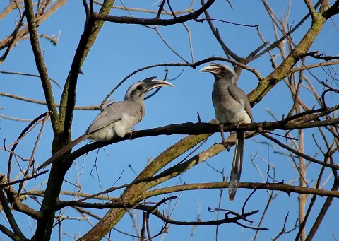 Indian Grey Hornbill