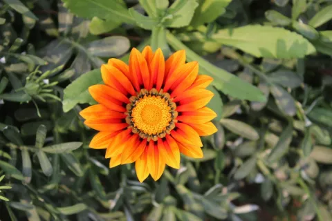 Flowers of NIFM Photo