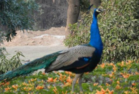 Pets of NIFM campus