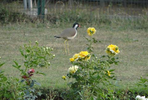 Flower of NIFM