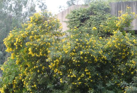 trees of NIFM campus