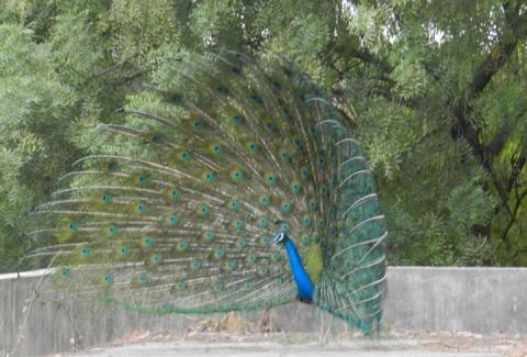 Peacock