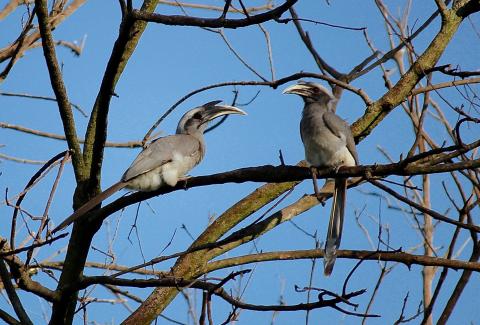 photo of Indian Grey Hornbill