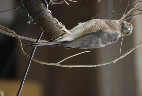 Photo of Shikra