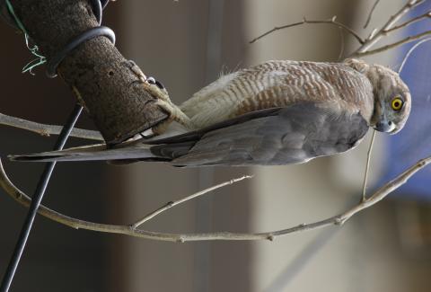 Photo of Shikra Bird
