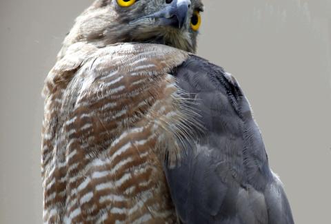 Photo of Shikra Closeup