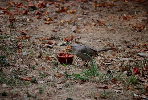 Photo of Jungle Babbler 