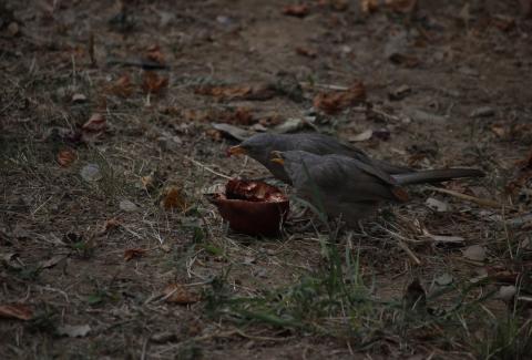 Photo of Jungle Babbler Eating