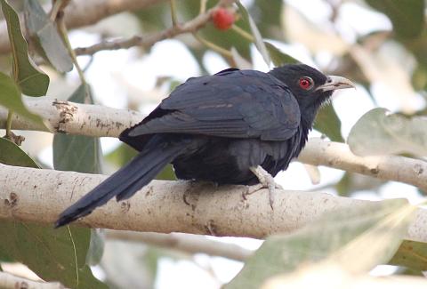 Photo of Asian Koel