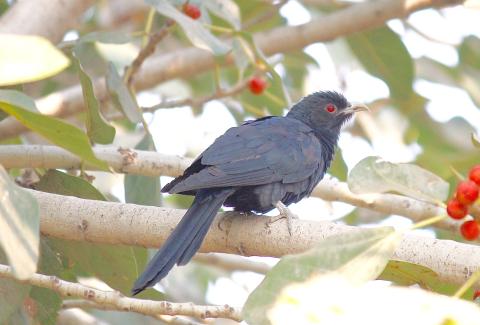 Asian Koel Bird eating