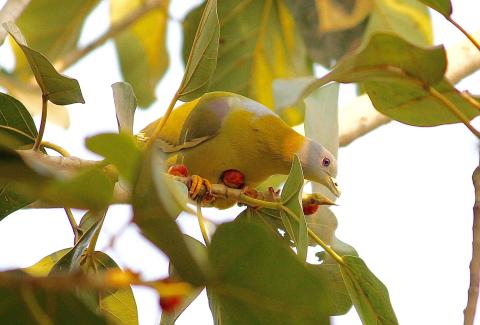 Yellow footed green pigeon