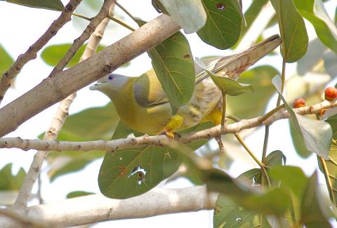 Yellow footed green pigeon Bird photo