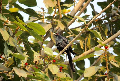 Asian Koel Bird on tree closeup