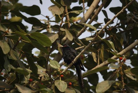 Asian Koel Bird  on tree