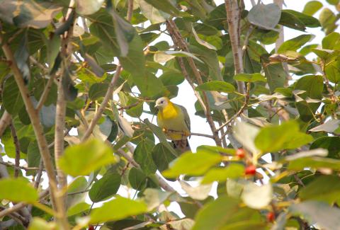 Yellow footed green pigeon on tree