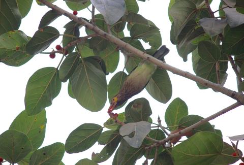 Brown Headed Barbet photo