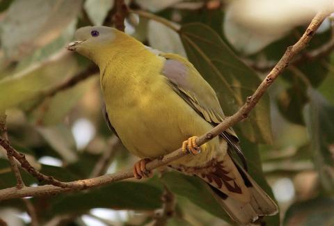 Yellow Footed Green Pigeon closeup