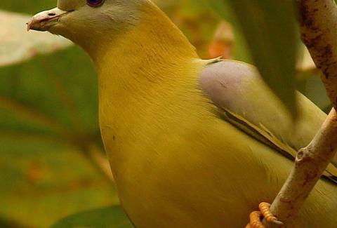Yellow Footed Green Pigeon photo