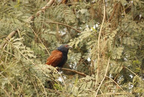Greater Coucal photo