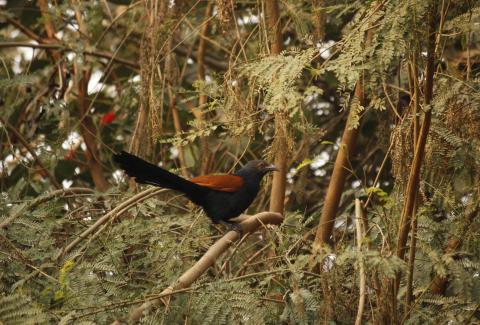 Greater Coucal closeup on tree