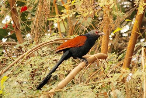 Greater Coucal on tree
