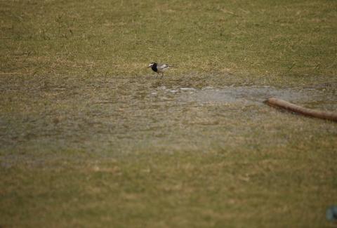 White Wagtail photo