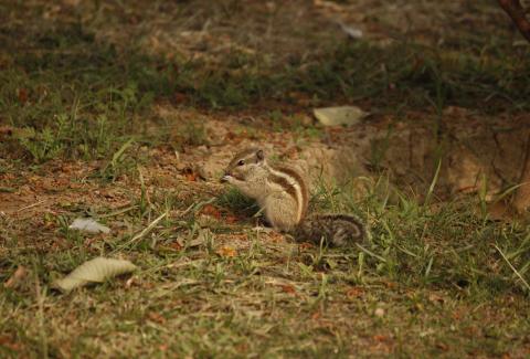 Chipmunk photo