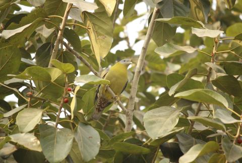 Photo of Yellow Footed Green Pigeon on tree