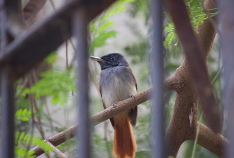 Paradise Flycatcher on tree photo
