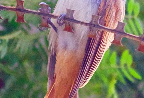 Paradise Flycatcher closeup photo