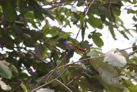 Photo of Paradise Flycatcher