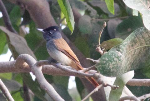 Paradise Flycatcher Photo