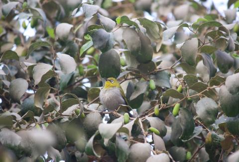 Photo of Warbling White Eye