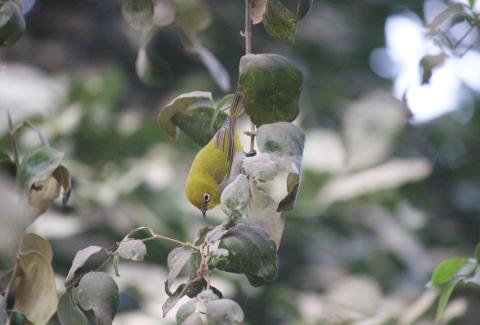 Warbling White Eye Photo