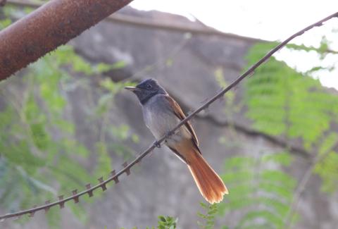 Photo of Paradise Flycatcher on wire