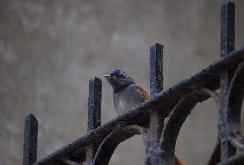 Paradise Flycatcher on grill