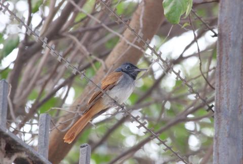 Paradise Flycatcher on wire 