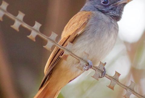 Paradise Flycatcher sitting