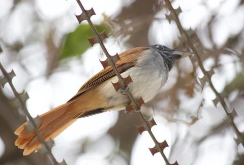 Paradise Flycatcher resting 