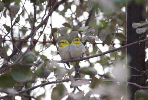 Warbling White Eye resting