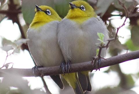 Warbling White Eye resting photo