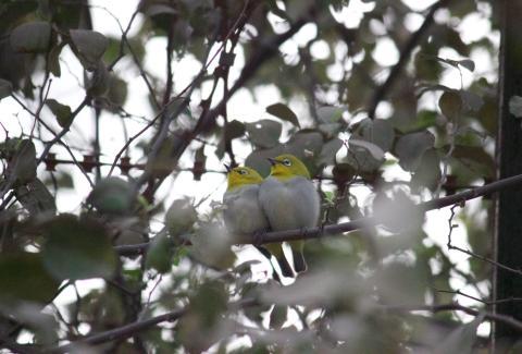 Photo of Warbling White Eye